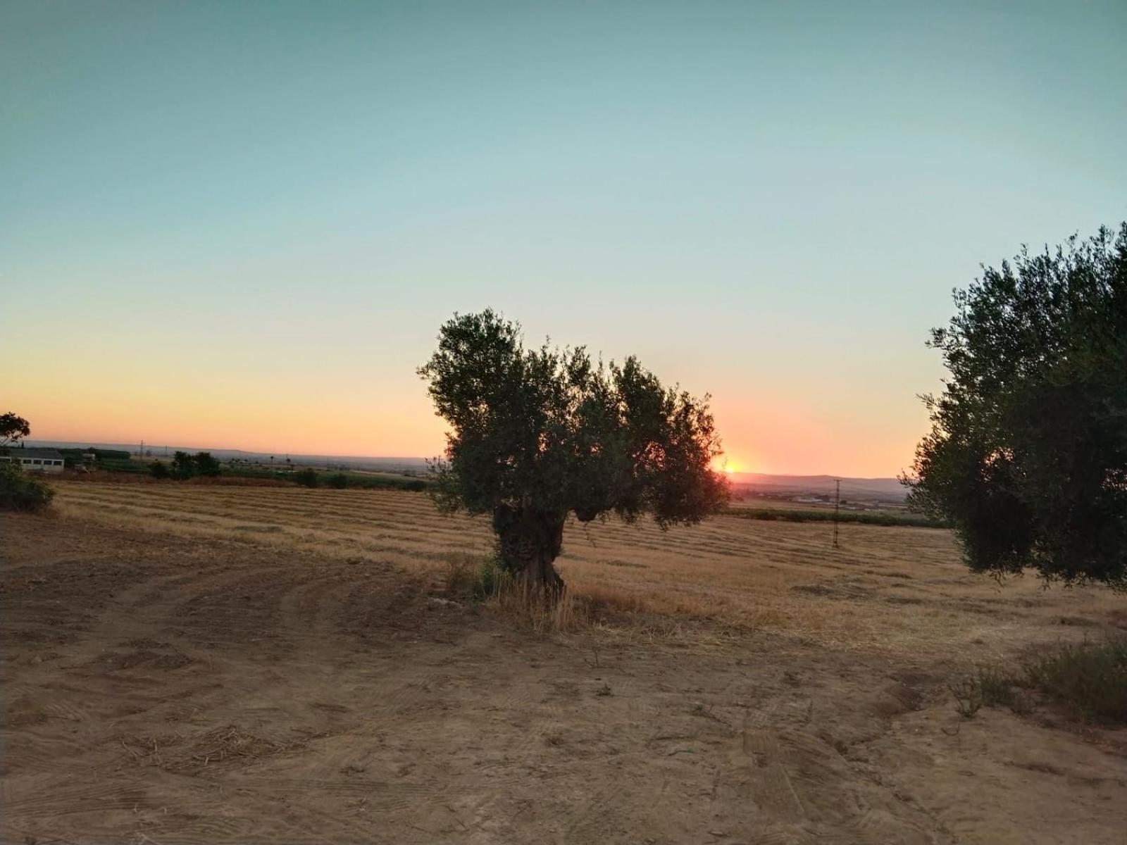 Casa Rural Cerro Campon Carmona Kültér fotó