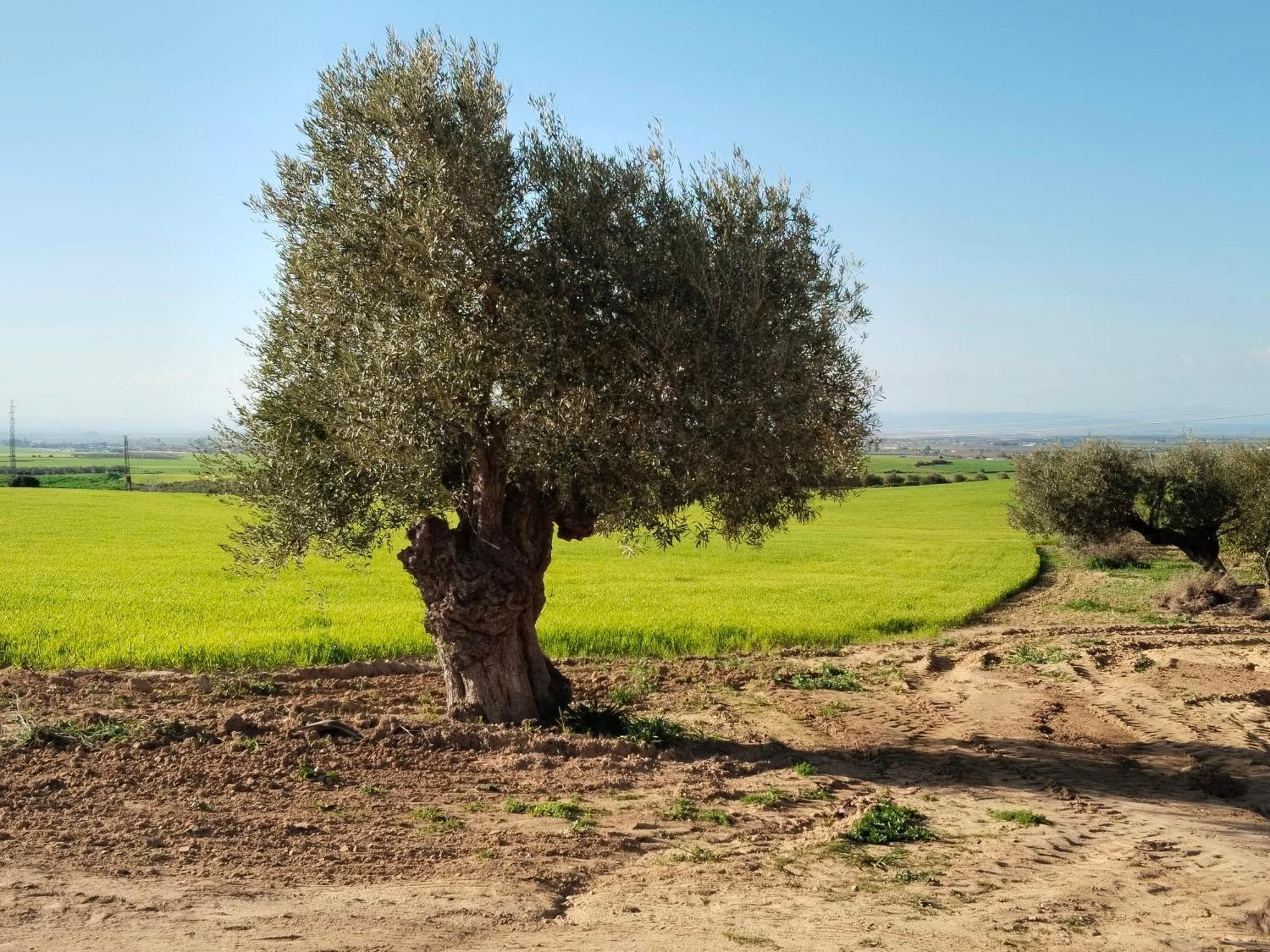Casa Rural Cerro Campon Carmona Kültér fotó